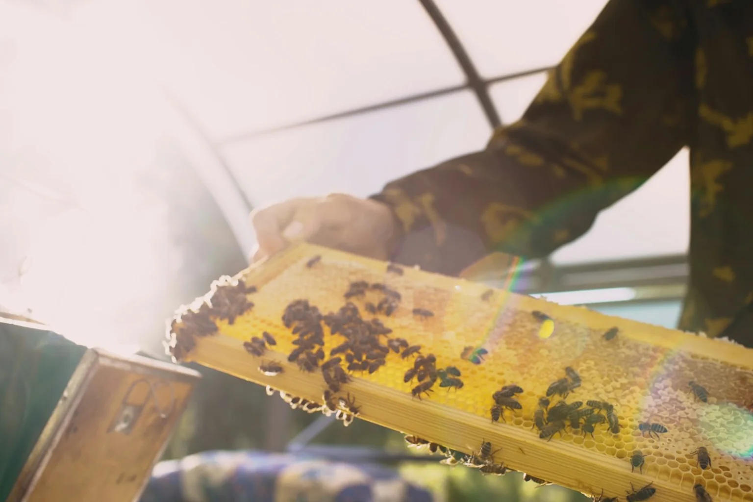 A beekeeper inspecting a frame of honeycomb covered in bees