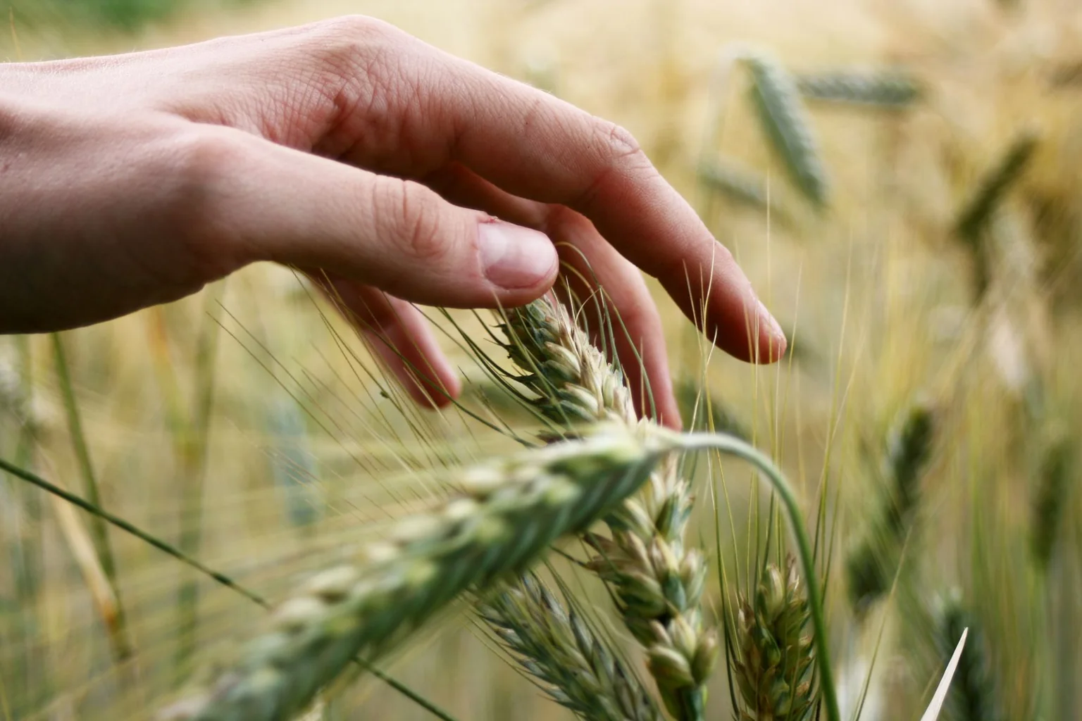 A hand brushing the ears of wheat in a field